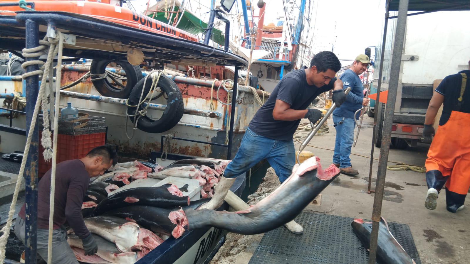 $!Temporada de pesca de tiburón comienza floja ante escasez en Mazatlán