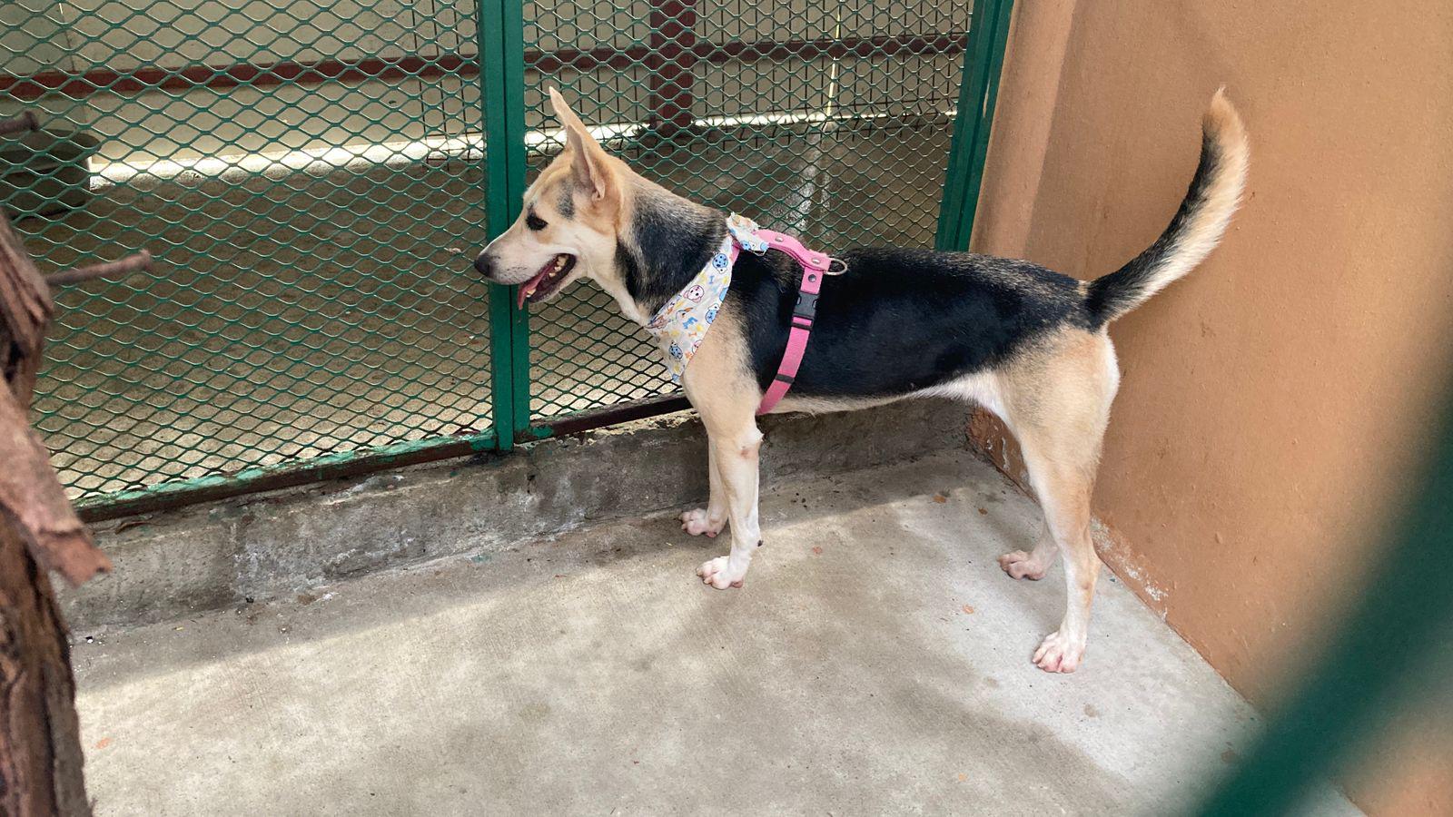 $!En conmemoración del ‘Día del Perro’, celebran campaña de adopción, esterilización y Café Científico en Mazatlán