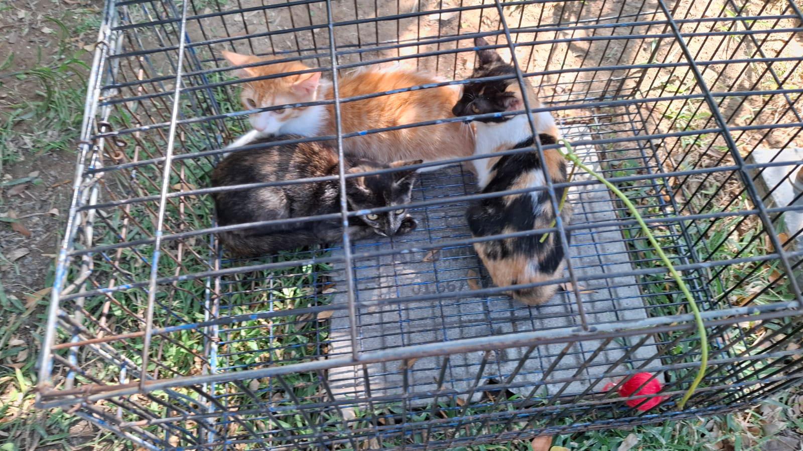 $!Suma ‘Huellitas del Bienestar’ nuevas adopciones en inauguración del Sendero de Paz en Parque Central