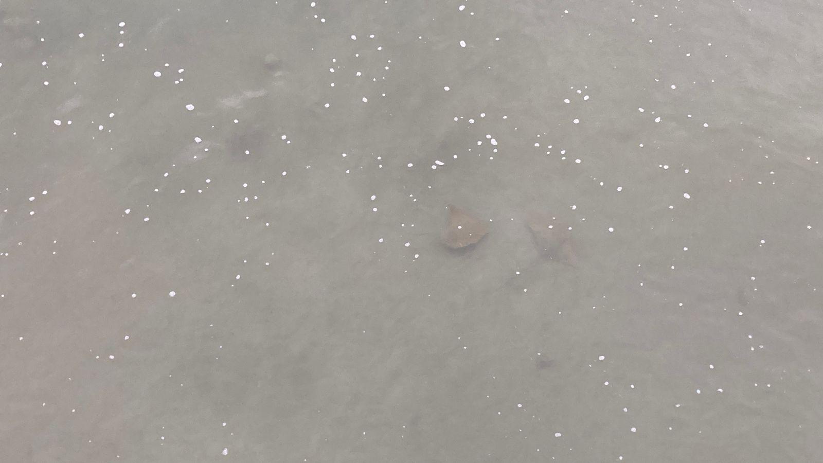 $!Oleaje fuerte y mantarrayas marcan el sábado en playas de Mazatlán