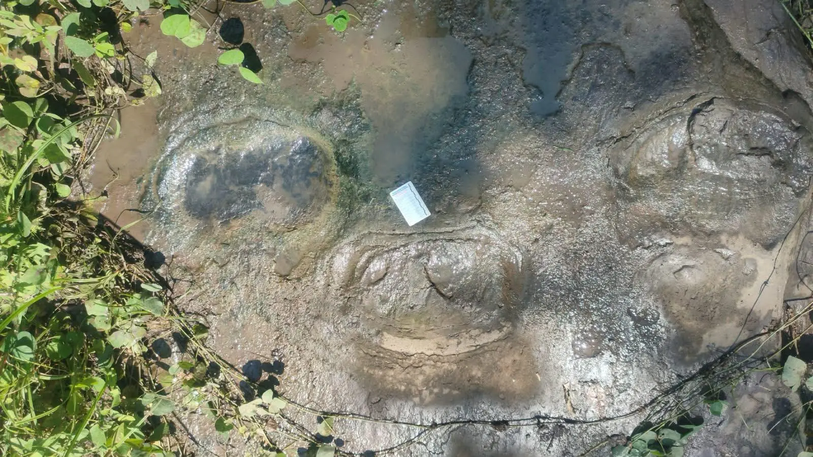 $!Descubren 50 huellas de dinosaurios en Apatzingán, Michoacán