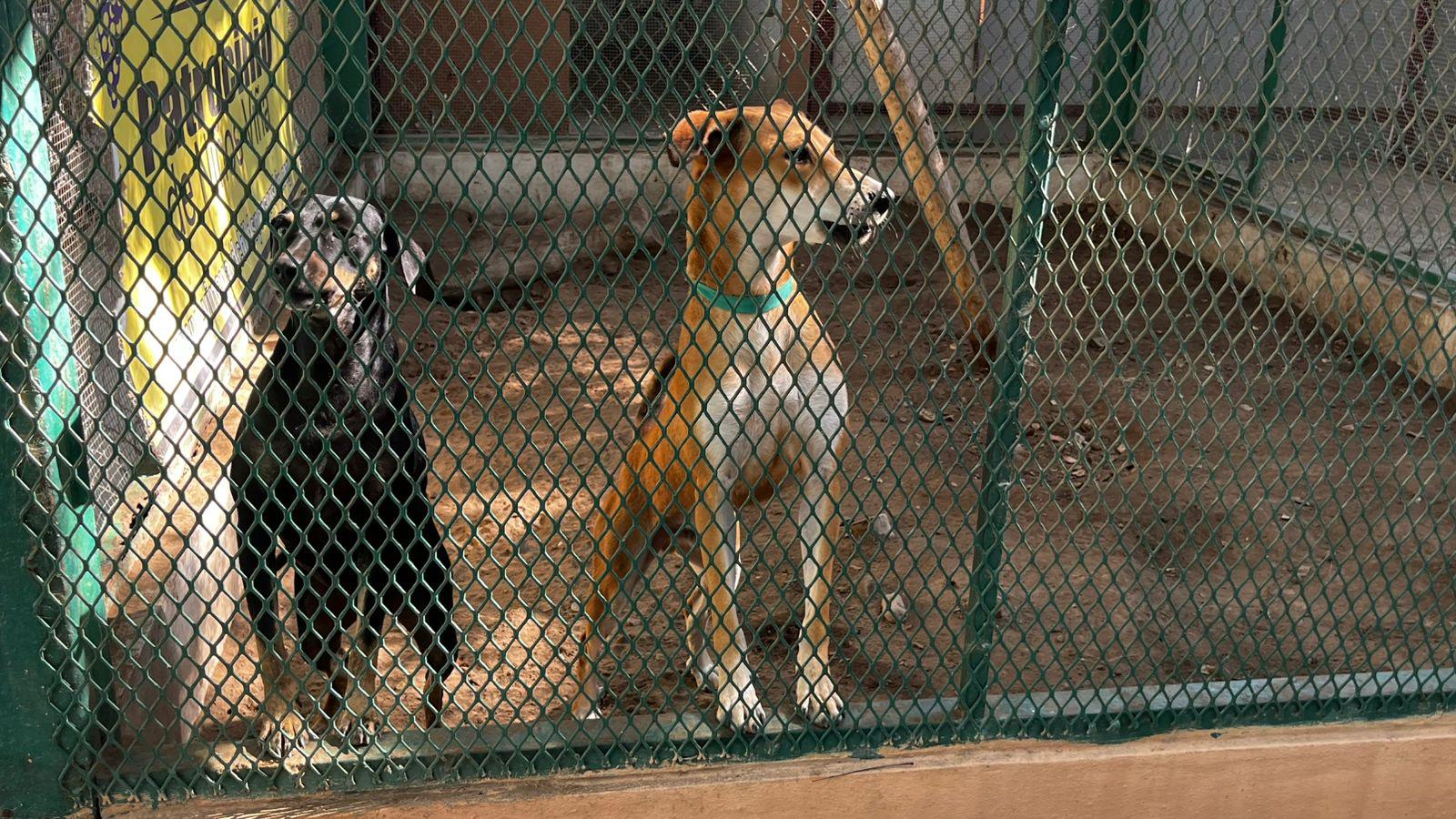 $!‘Huellitas del Bienestar’ promueve adopción de dos perritos y más de 20 esterilizaciones durante su jornada