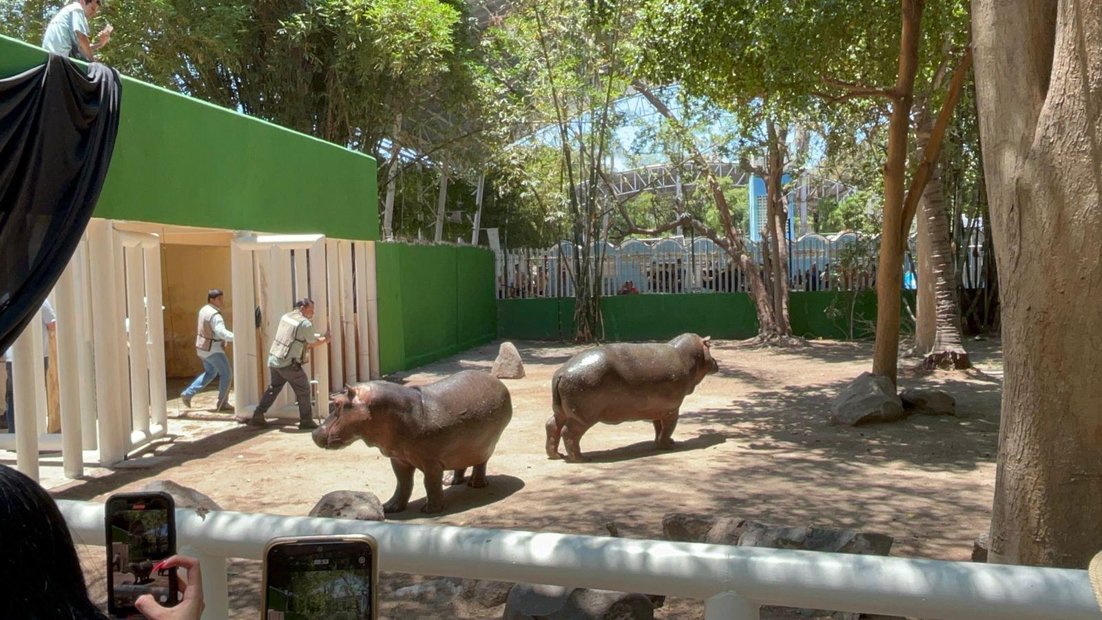 $!Presentan a pareja de hipopótamos en el Zoológico de Culiacán; cuestan $160 mil