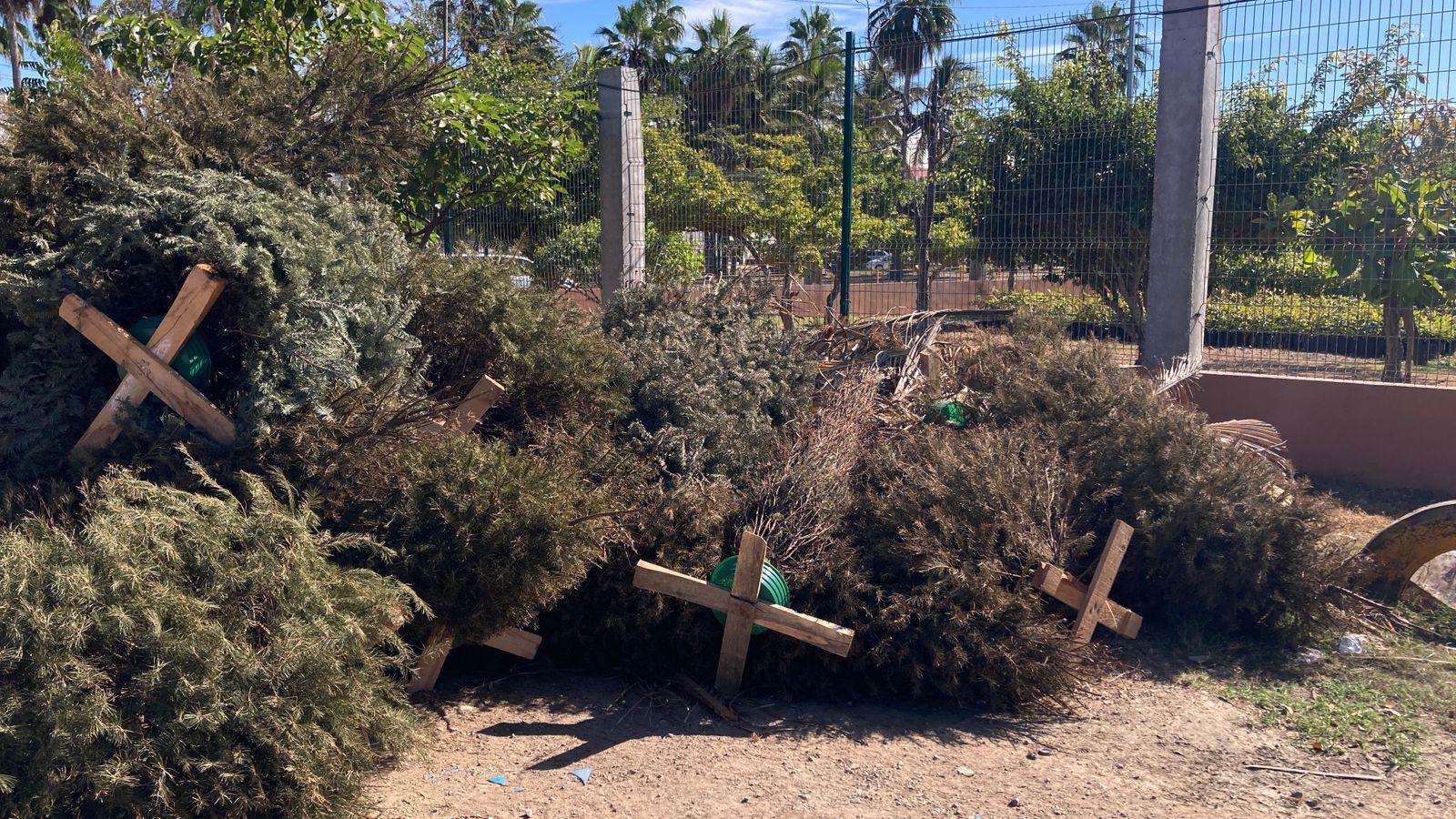 $!Responden mazatlecos a centros de acopio para pinos navideños