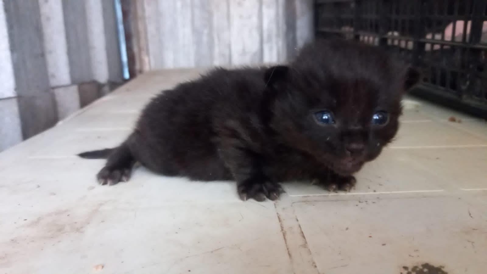 $!Utilizan a menor para tirar gatos recién nacidos en la basura de escuela primaria en Culiacán