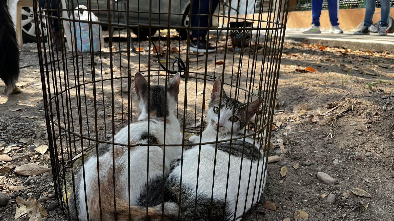 $!Celebran una jornada más de ‘Huellitas del Bienestar’ en Mazatlán