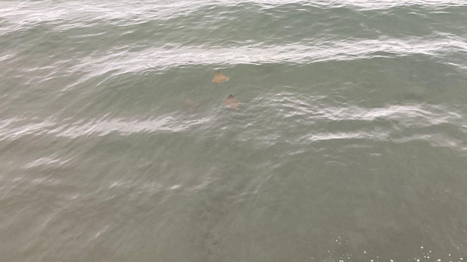 $!Oleaje fuerte y mantarrayas marcan el sábado en playas de Mazatlán