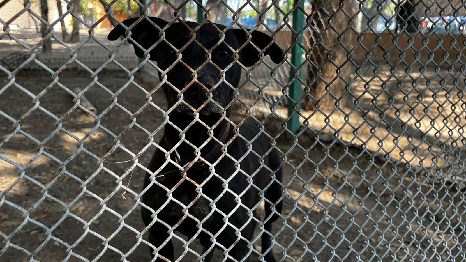 $!‘Huellitas del Bienestar’ promueve adopción de dos perritos y más de 20 esterilizaciones durante su jornada