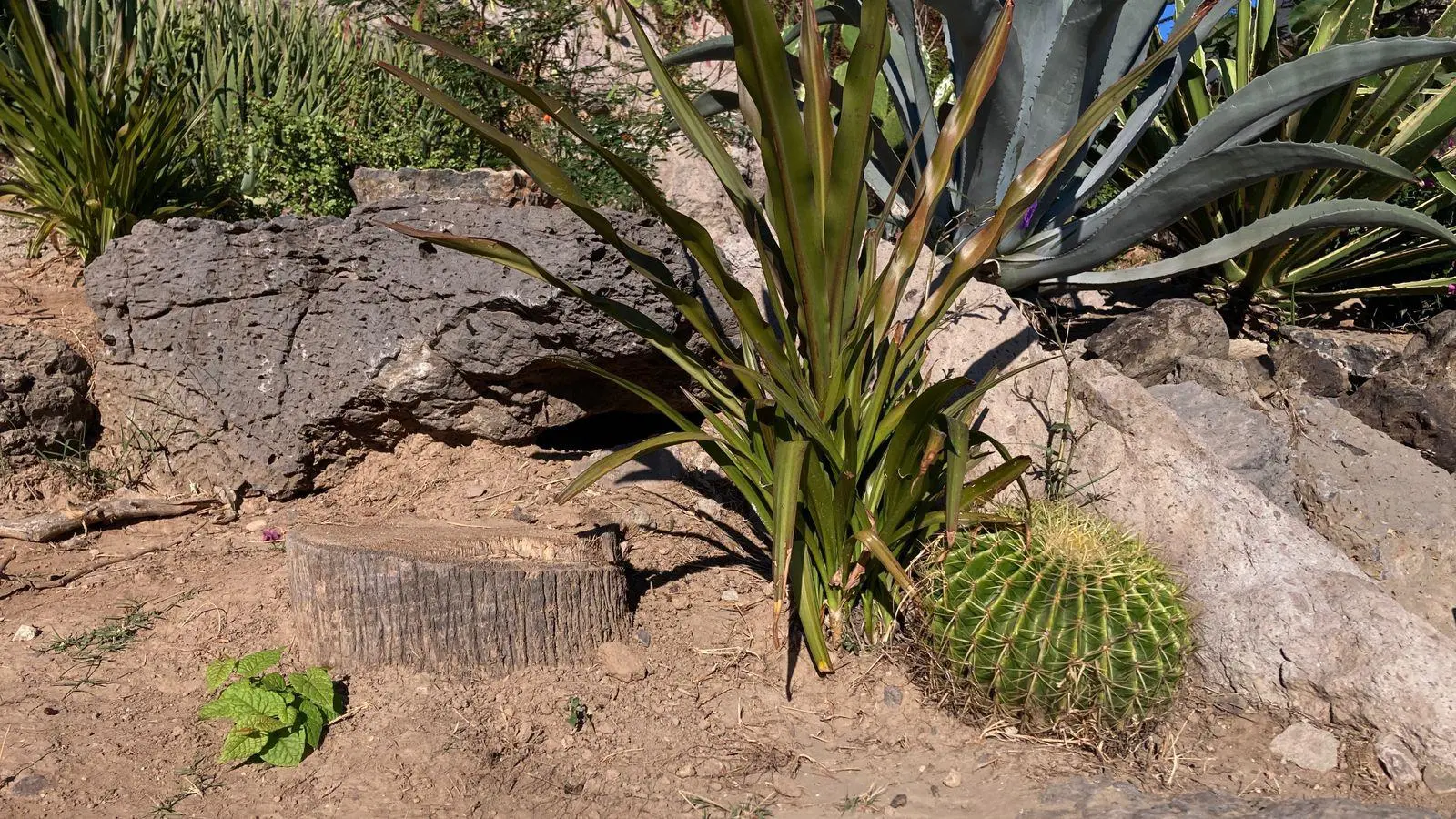 $!Ciudadanos exigen declarar Área Natural Protegida al Cerro del Crestón
