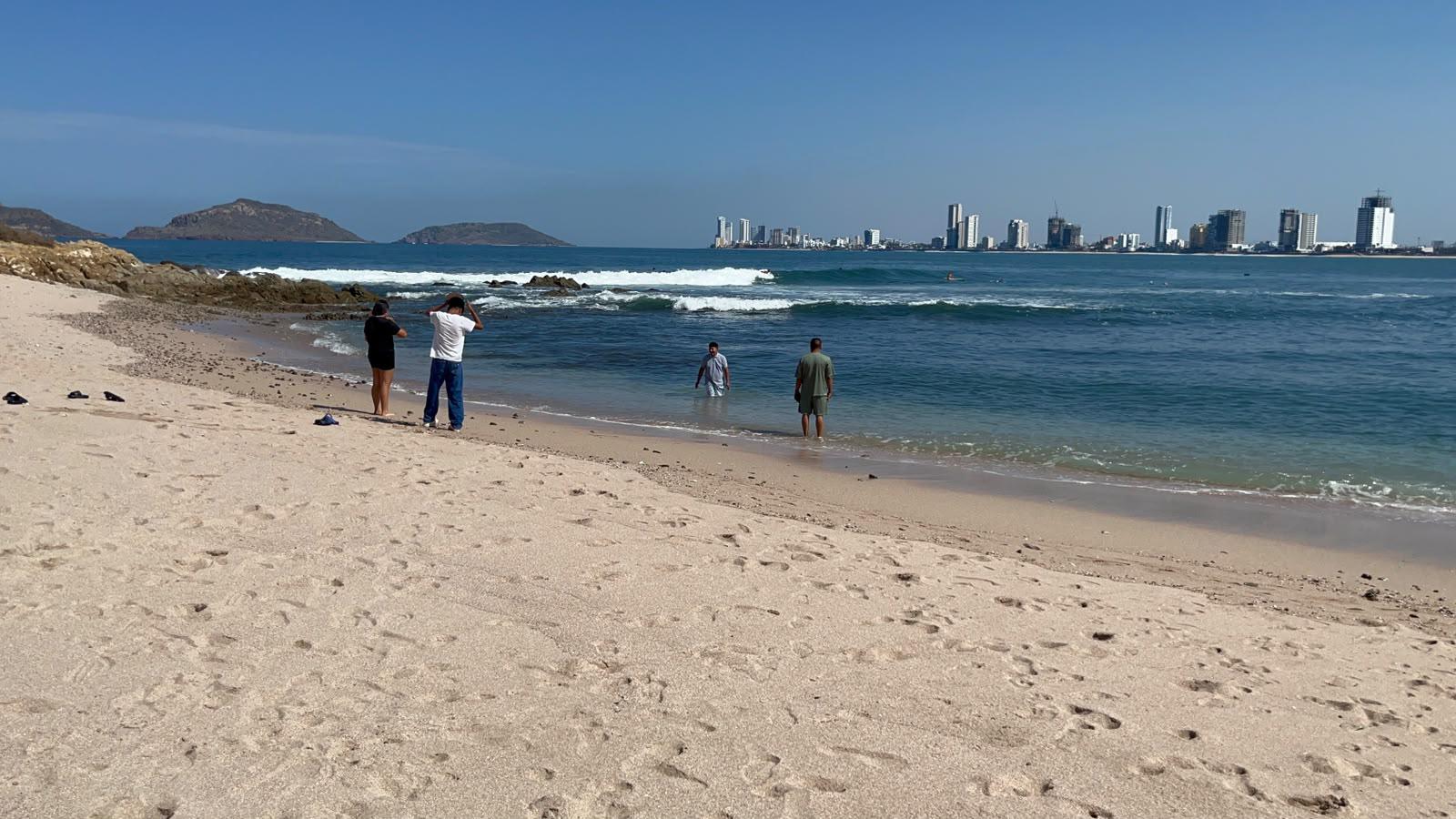 $!Se alista Mazatlán para proteger a la tortuga marina