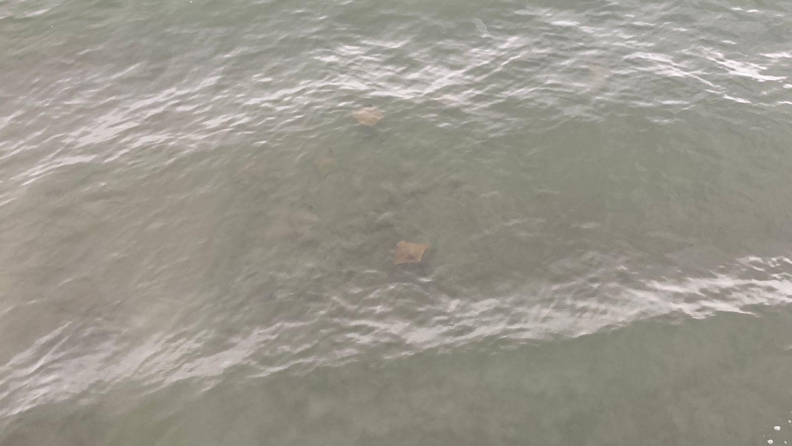 $!Oleaje fuerte y mantarrayas marcan el sábado en playas de Mazatlán