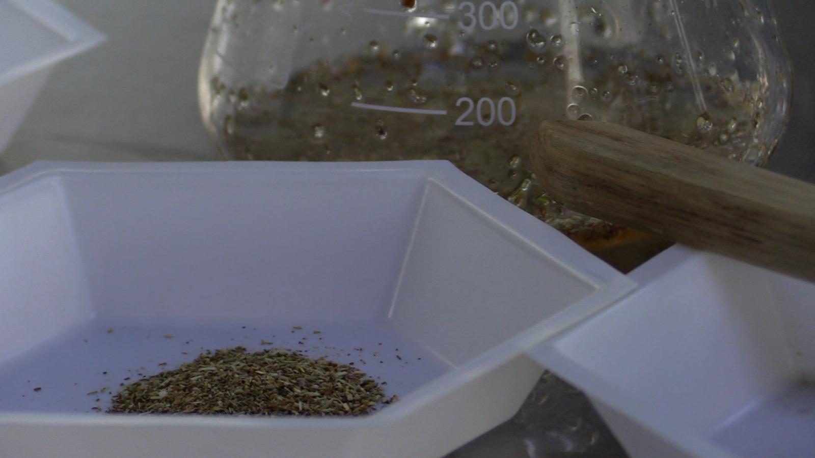 $!Investigador de la UAS explora hábitos de consumo de plantas medicinales en Sinaloa