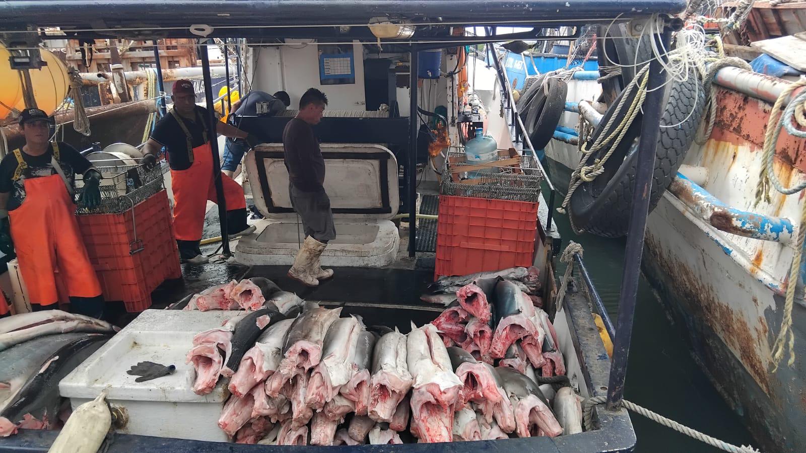 $!Temporada de pesca de tiburón comienza floja ante escasez en Mazatlán