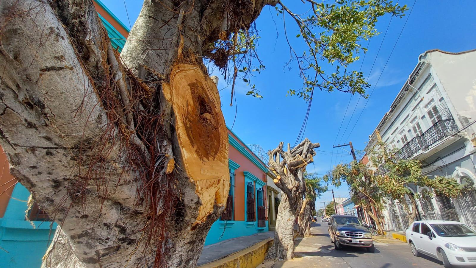 $!Desmochan árboles de calle Belisario Domínguez, en Mazatlán, y se desata polémica en redes