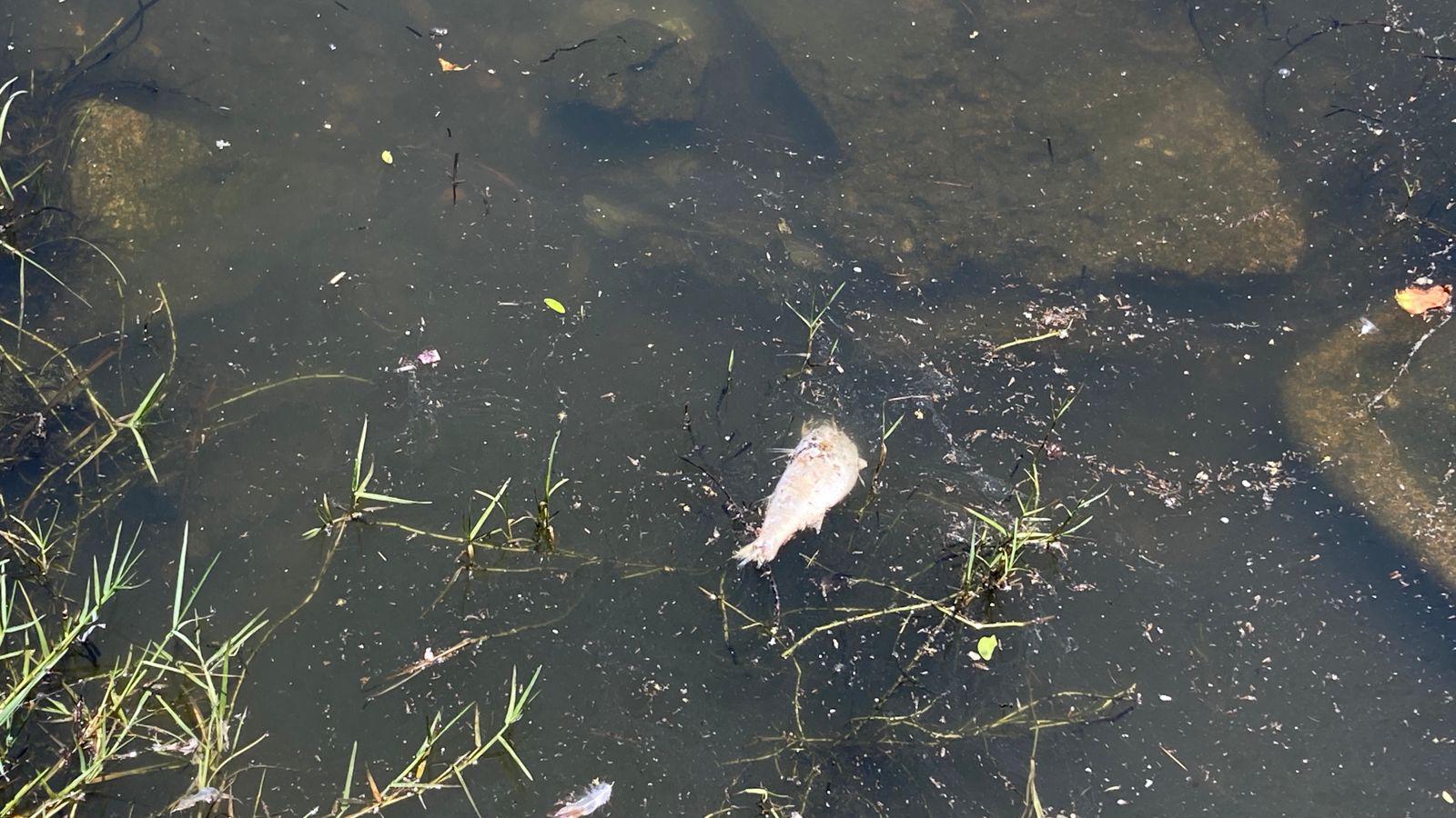 $!Exige el PAN que Ecología actúe por contaminación en la Laguna del Camarón