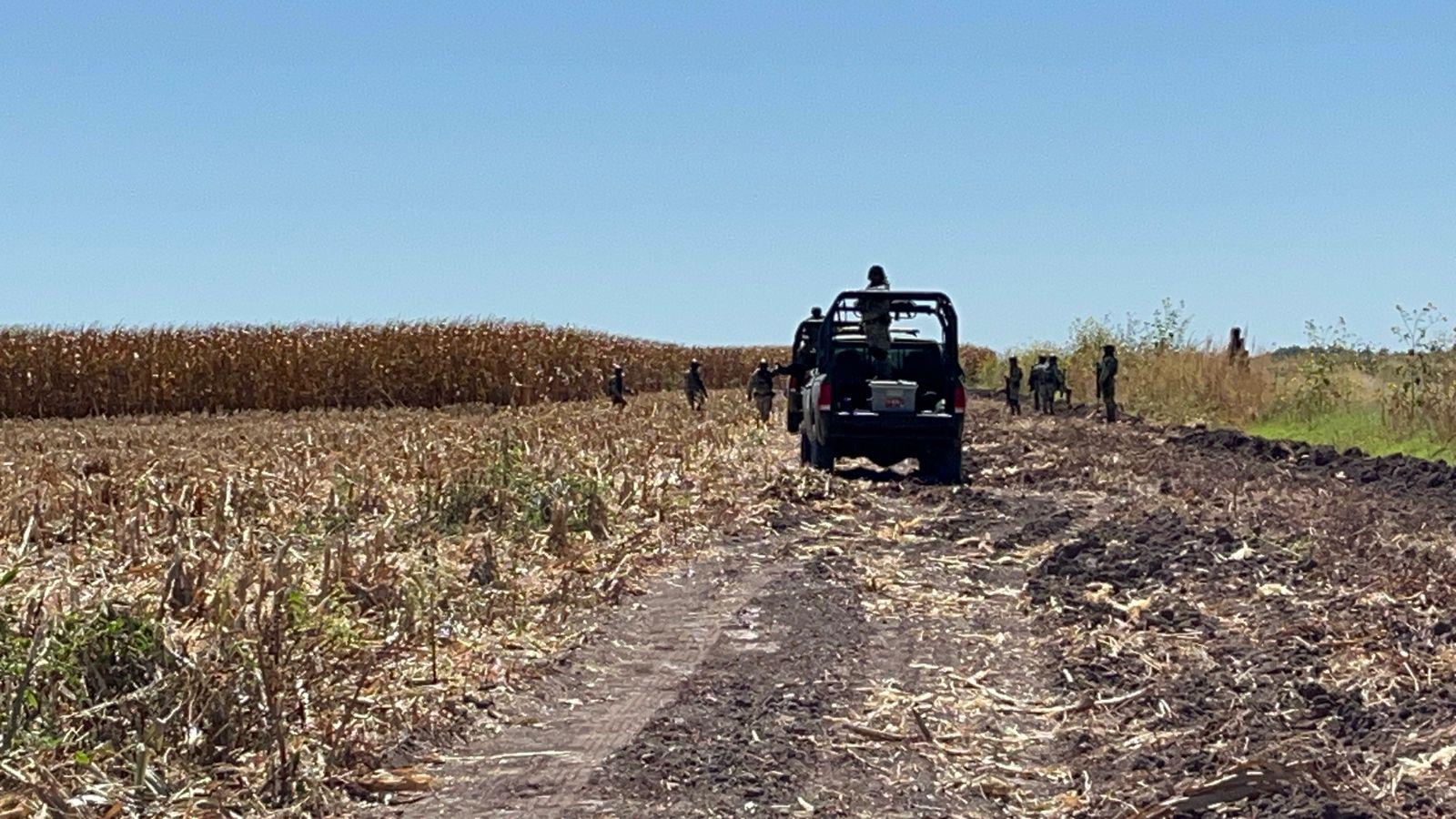 $!Encuentran cuerpo en descomposición de una mujer en campo agrícola de Villa Juárez, Navolato