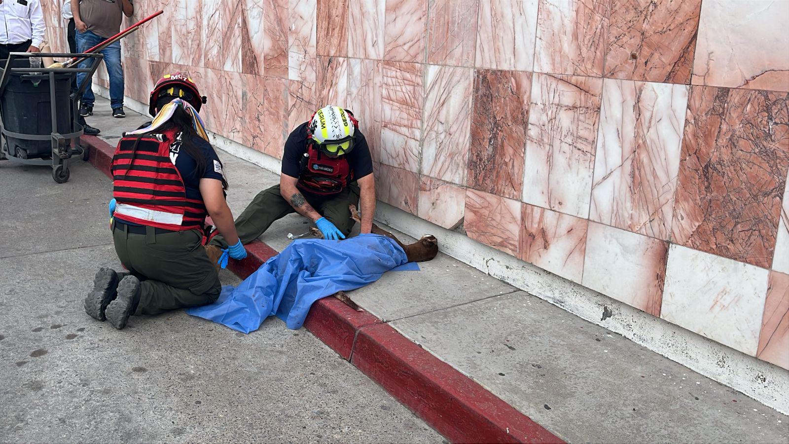 $!Asesinan a un hombre en Culiacán; una perrita resulta herida de bala