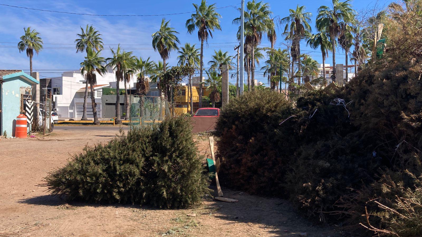 $!Responden mazatlecos a centros de acopio para pinos navideños