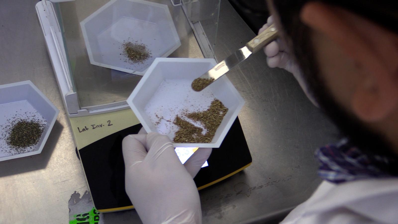 $!Investigador de la UAS explora hábitos de consumo de plantas medicinales en Sinaloa