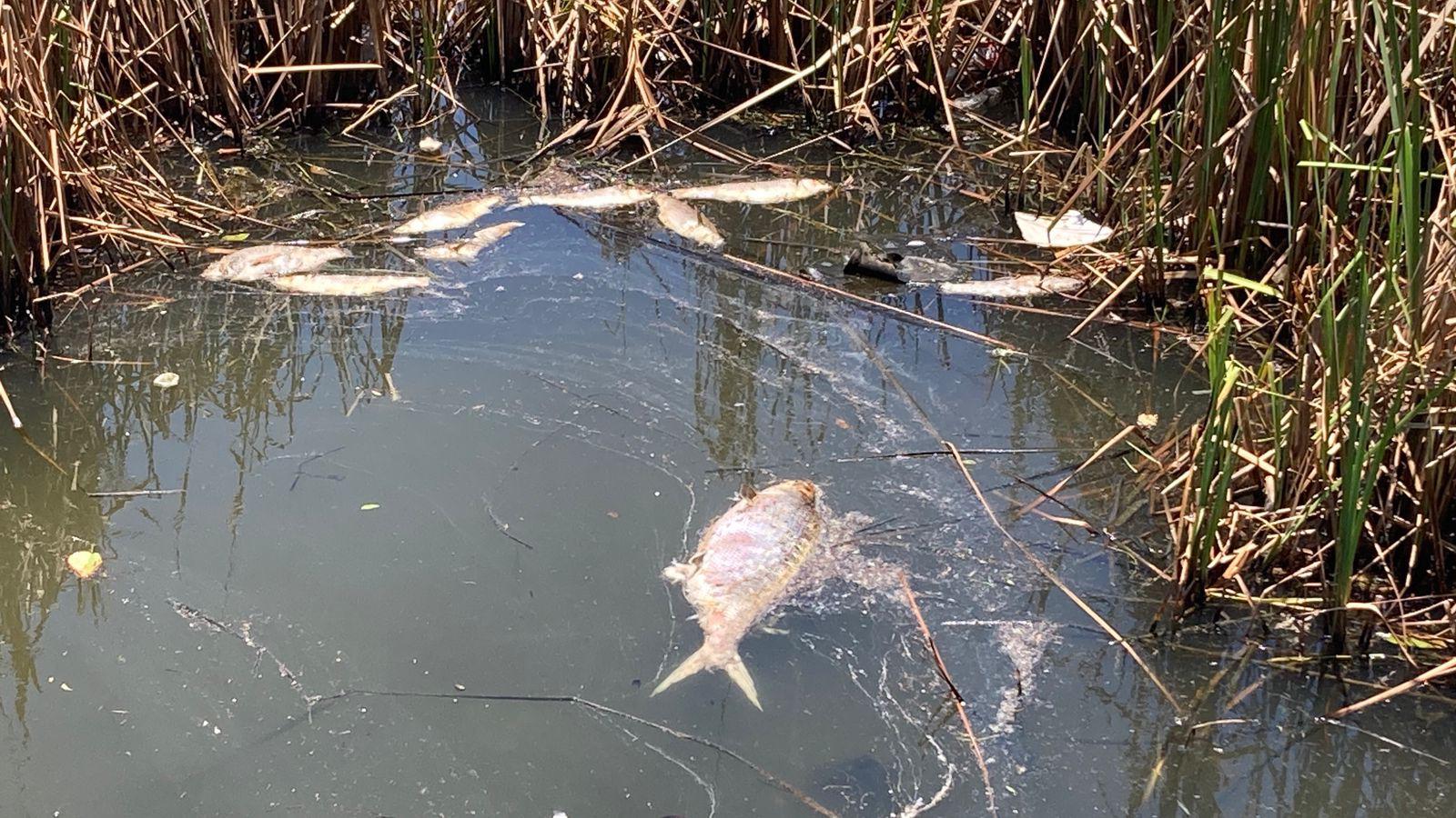 $!Exige el PAN que Ecología actúe por contaminación en la Laguna del Camarón