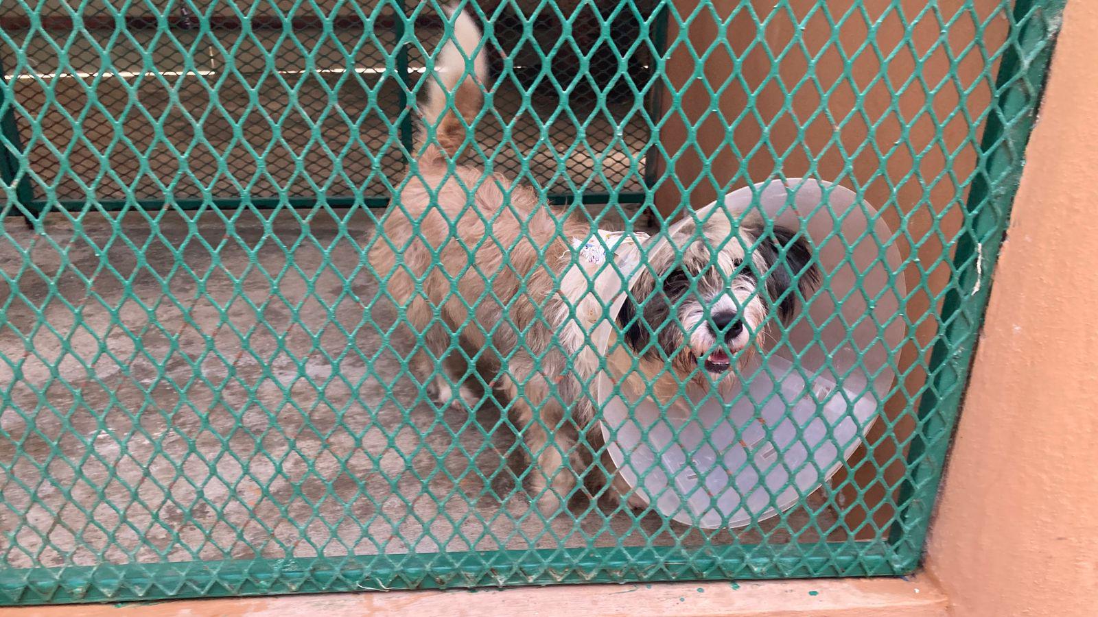 $!En conmemoración del ‘Día del Perro’, celebran campaña de adopción, esterilización y Café Científico en Mazatlán