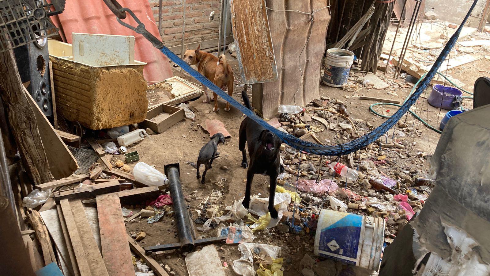 $!Denuncian presunto maltrato animal en la colonia Venustiano Carranza, en Mazatlán