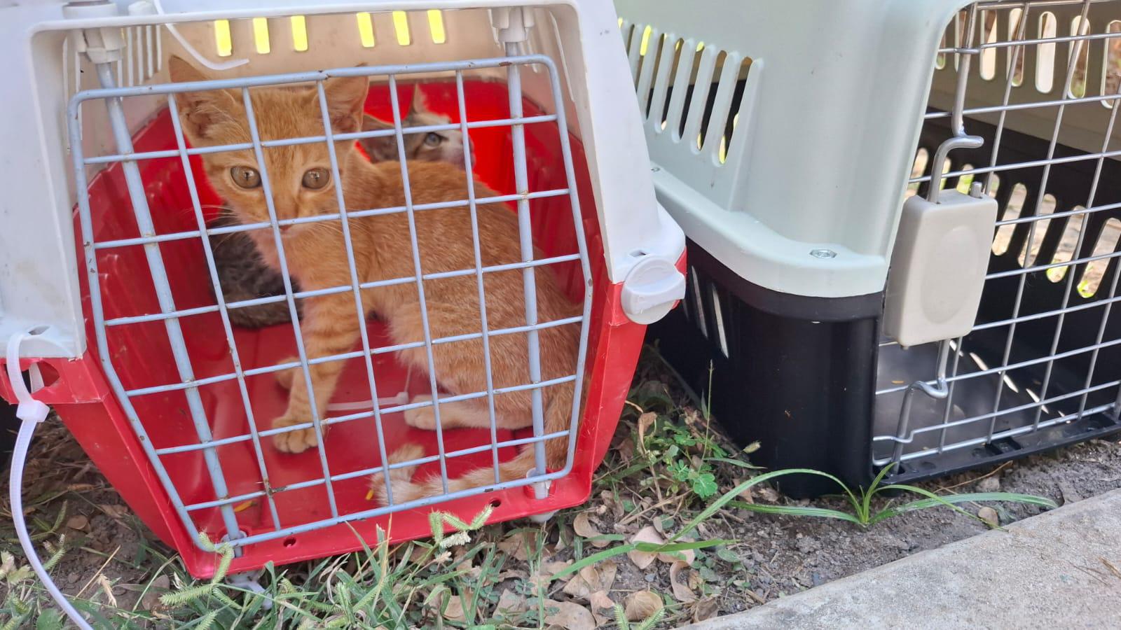 $!Suma ‘Huellitas del Bienestar’ nuevas adopciones en inauguración del Sendero de Paz en Parque Central