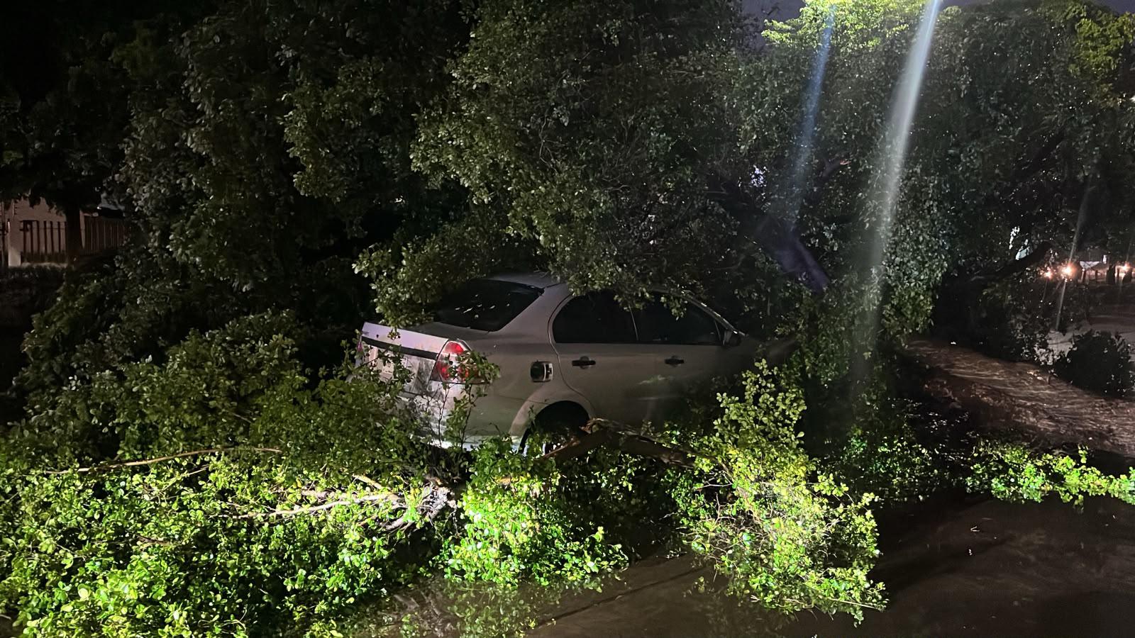 $!Le cae un árbol encima mientras circulaba por el Centro de Culiacán