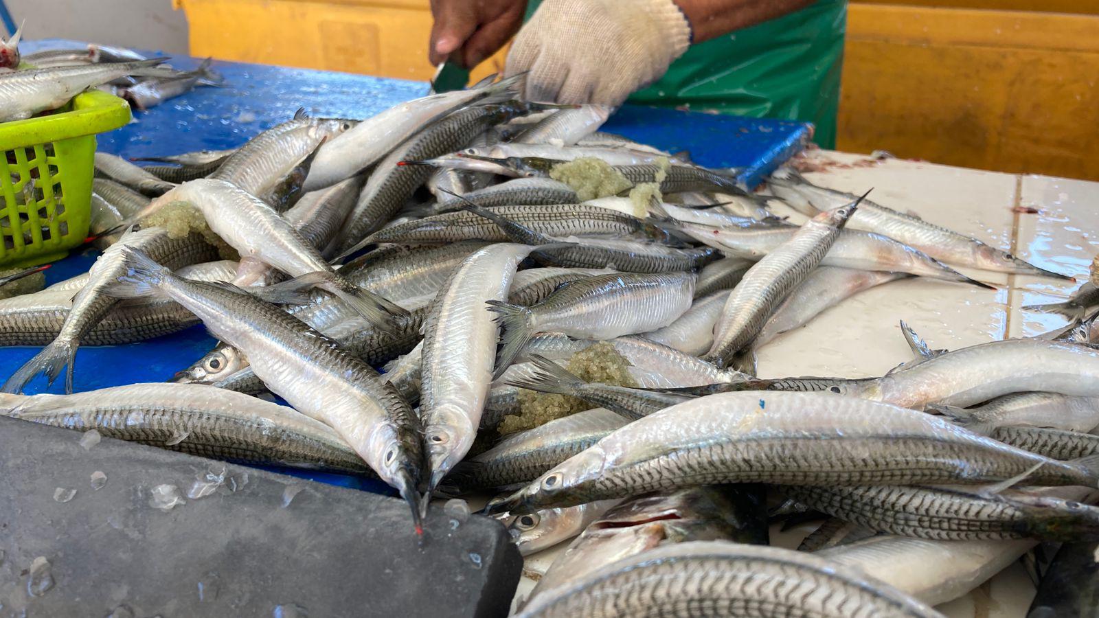 $!Alistan pangas para pescar el ‘pajarito’ en Mazatlán