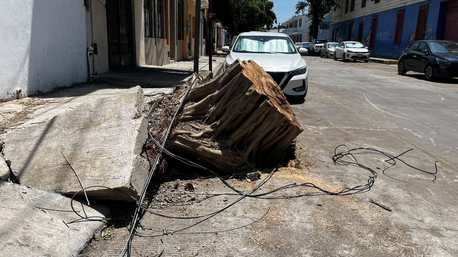 $!Vecinos lamentan la caída de árbol de más de 60 años en el Centro de Mazatlán y señalan falta de mantenimiento