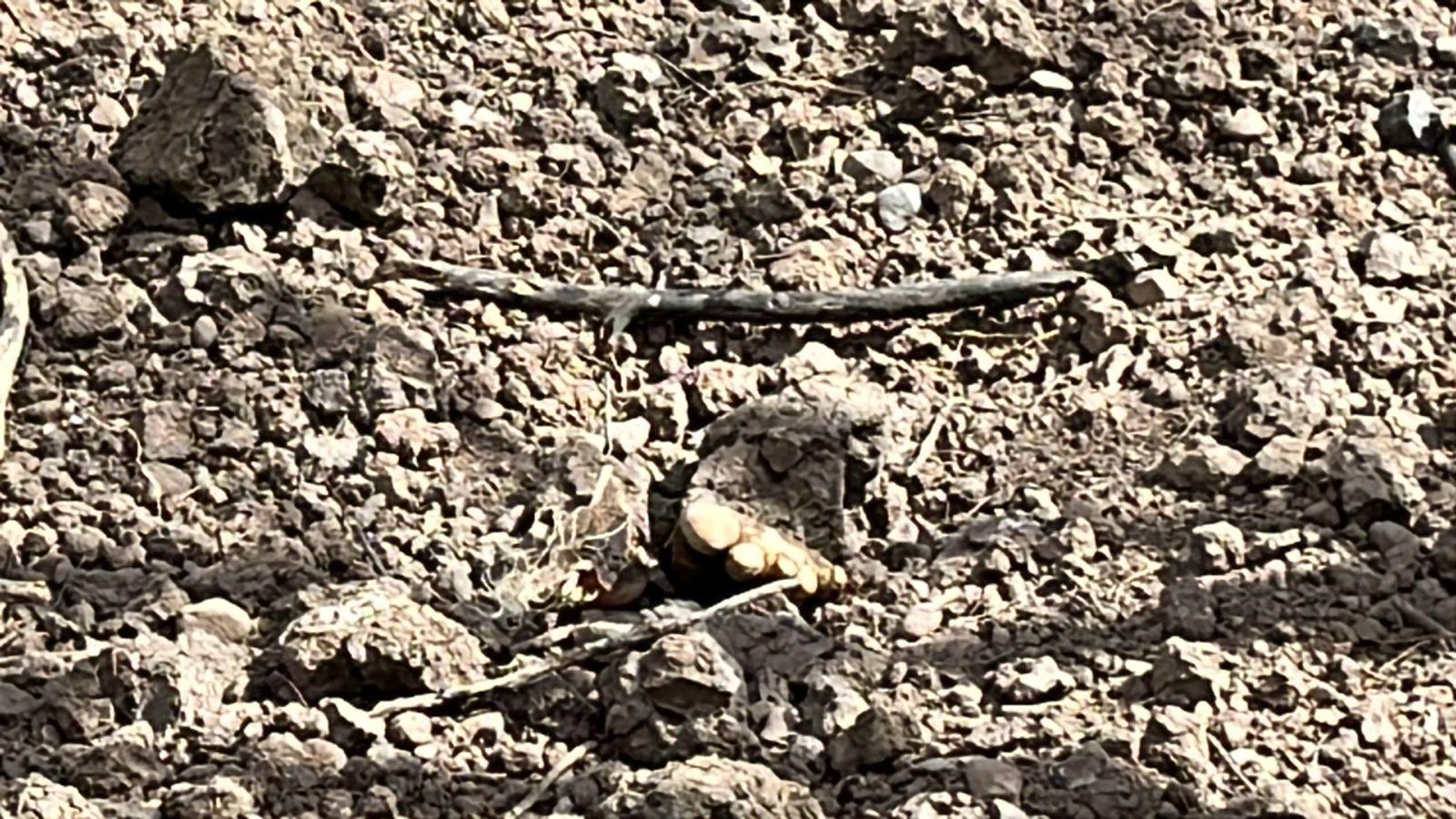 $!Reporta Sabuesos Guerreras hallazgo de cuerpo en una fosa, cerca de El Diez, al sur de Culiacán