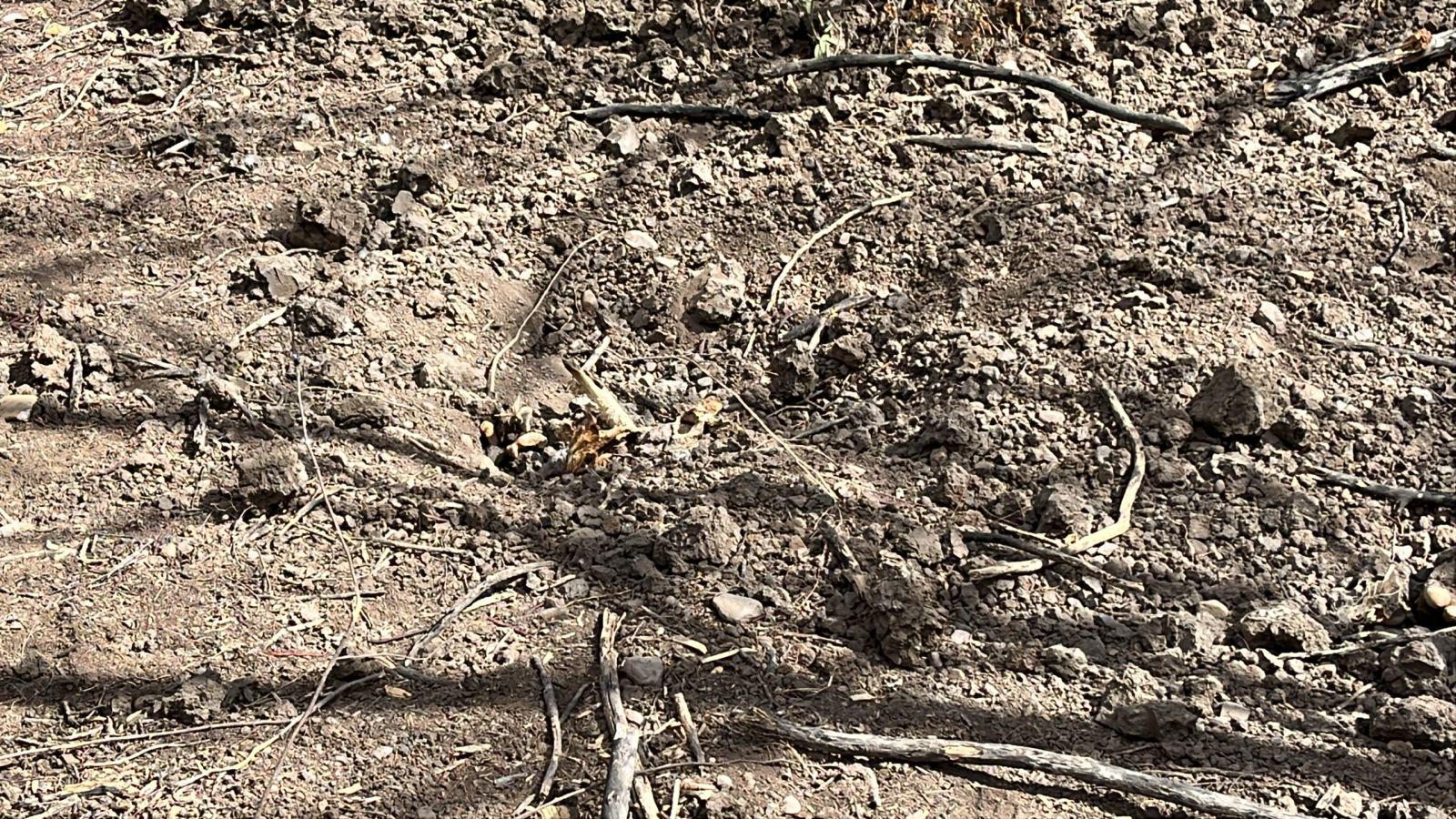 $!Reporta Sabuesos Guerreras hallazgo de cuerpo en una fosa, cerca de El Diez, al sur de Culiacán