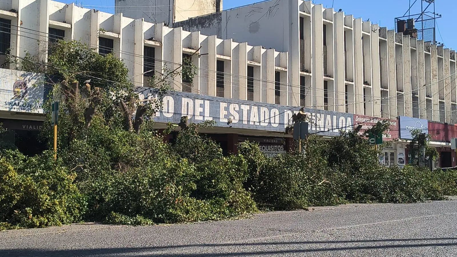 $!Ahomenses denuncian ecocidio por la tala de árboles en las oficinas de Vialidad ante ola de calor atípica