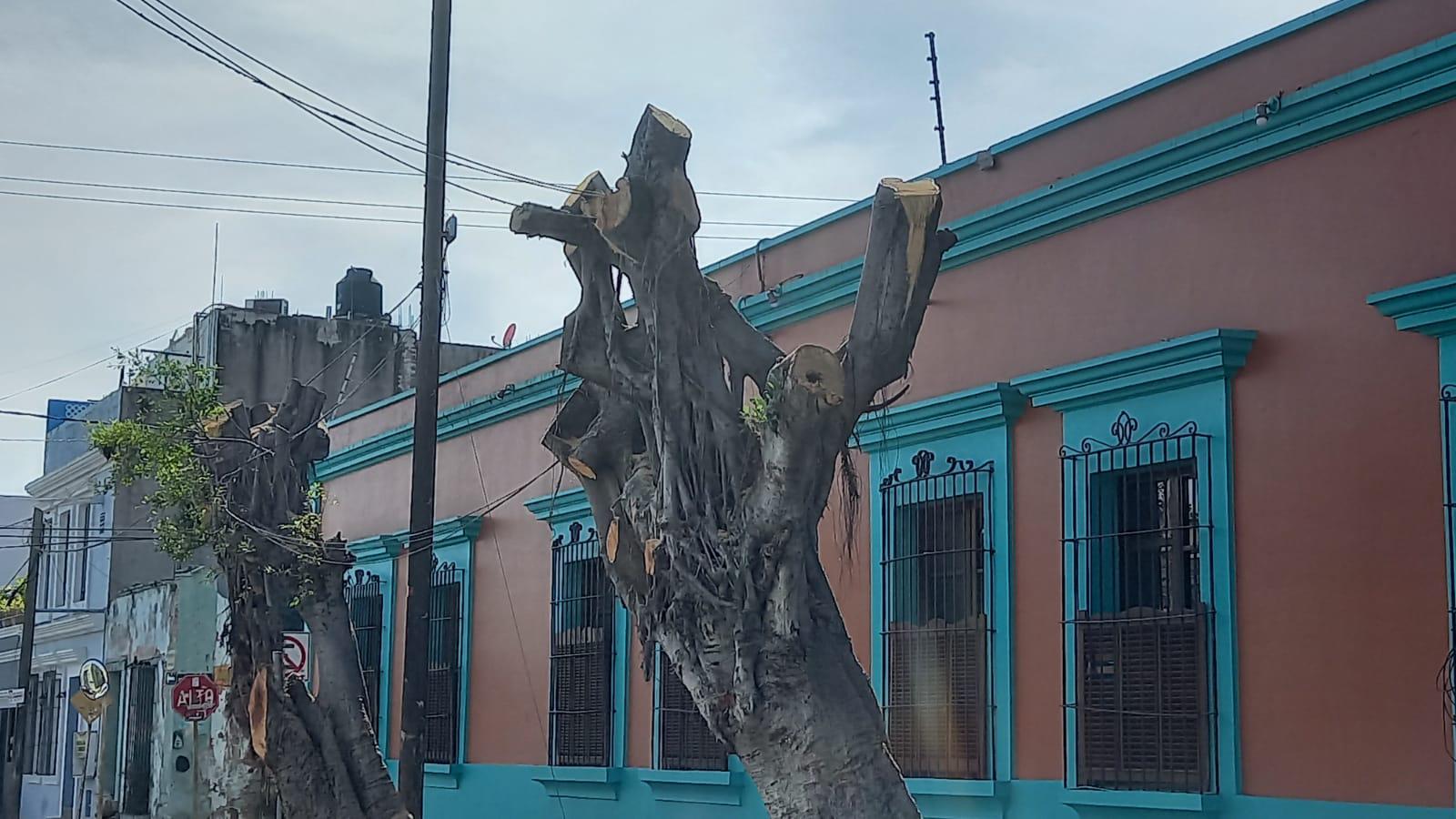 $!Desmochan árboles de calle Belisario Domínguez, en Mazatlán, y se desata polémica en redes