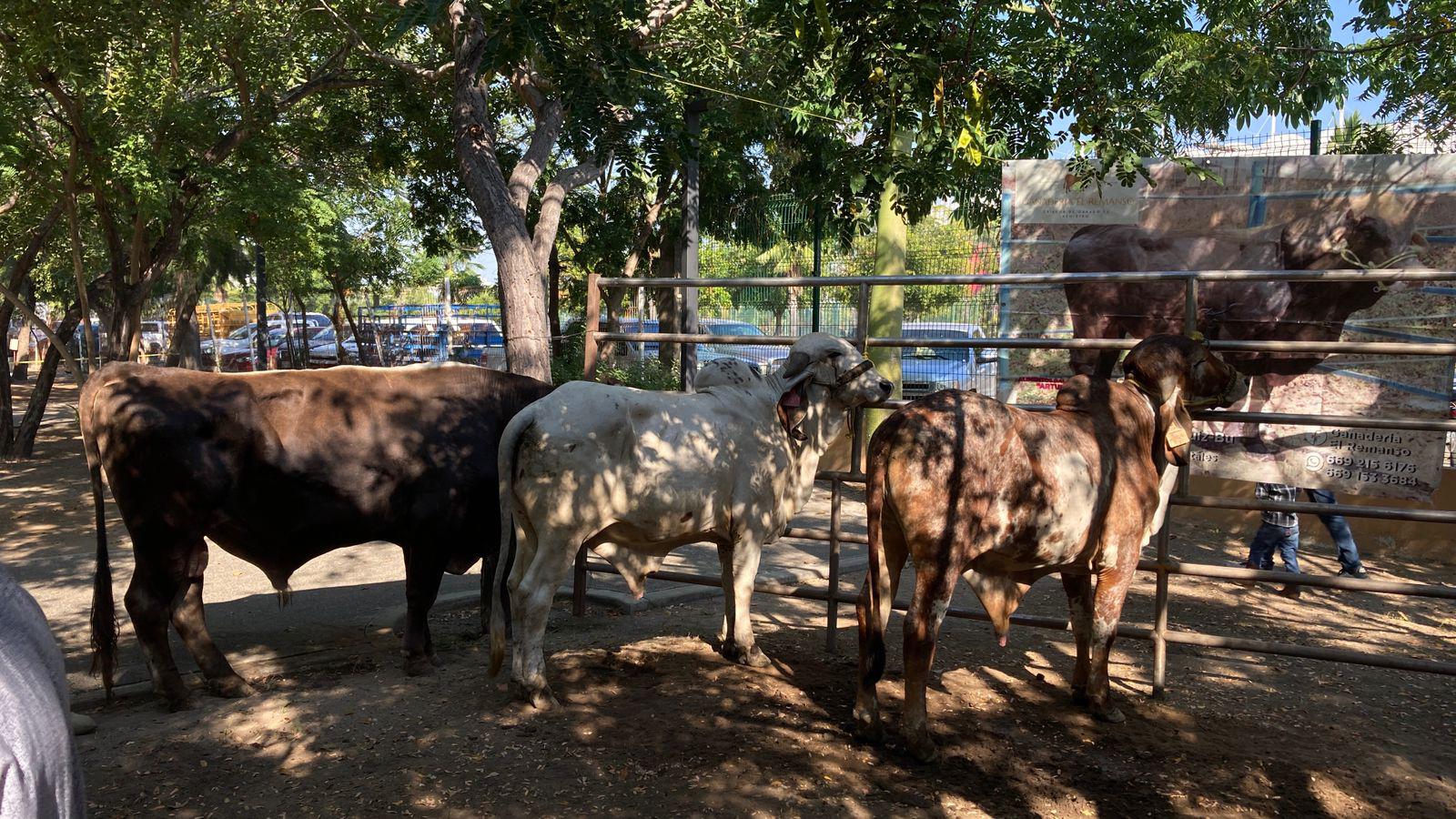 $!Celebran en Mazatlán primer Tianguis Ganadero junto a nueva entrega de apoyos económicos