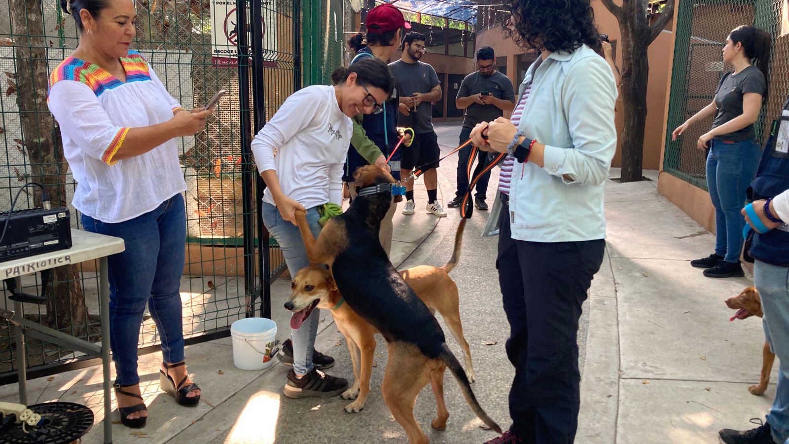 $!Tras nueve jornadas, ‘Huellitas del Bienestar’ ha encontrado hogar a más de 50 perros y gatos en Mazatlán