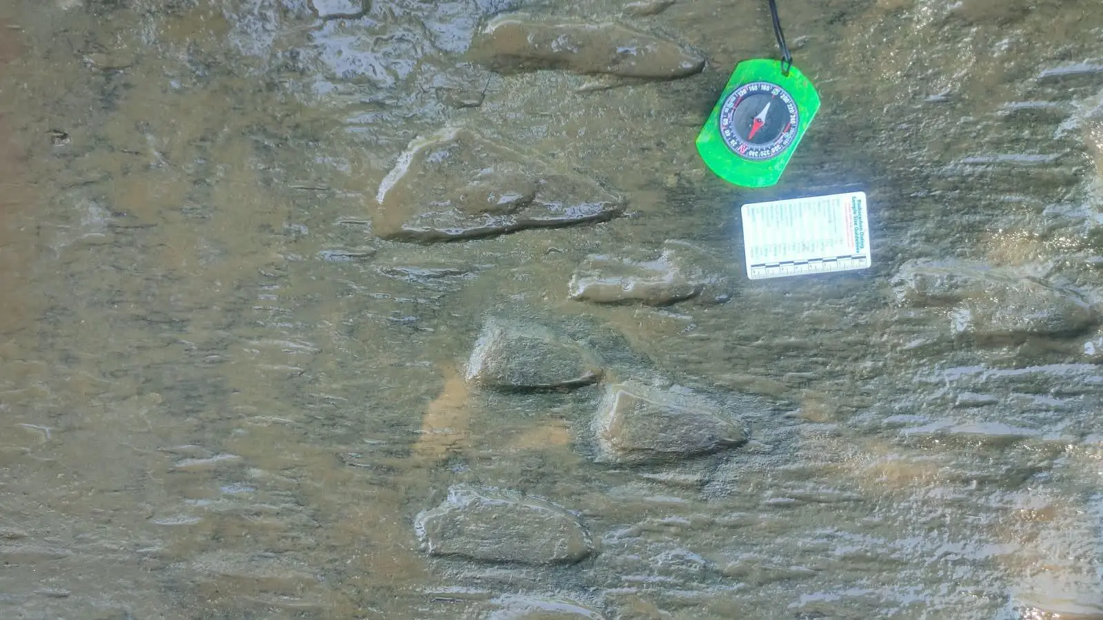$!Descubren 50 huellas de dinosaurios en Apatzingán, Michoacán