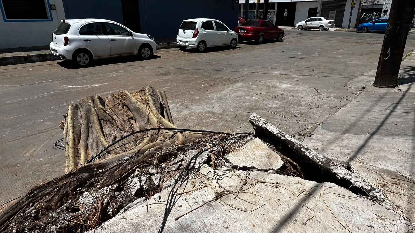 $!Vecinos lamentan la caída de árbol de más de 60 años en el Centro de Mazatlán y señalan falta de mantenimiento