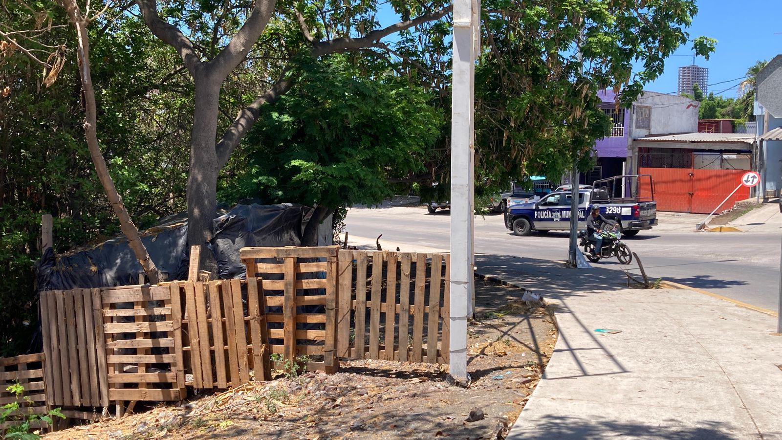 $!Denuncian omisión de autoridades ante tala de mangle en Estero del Infiernillo