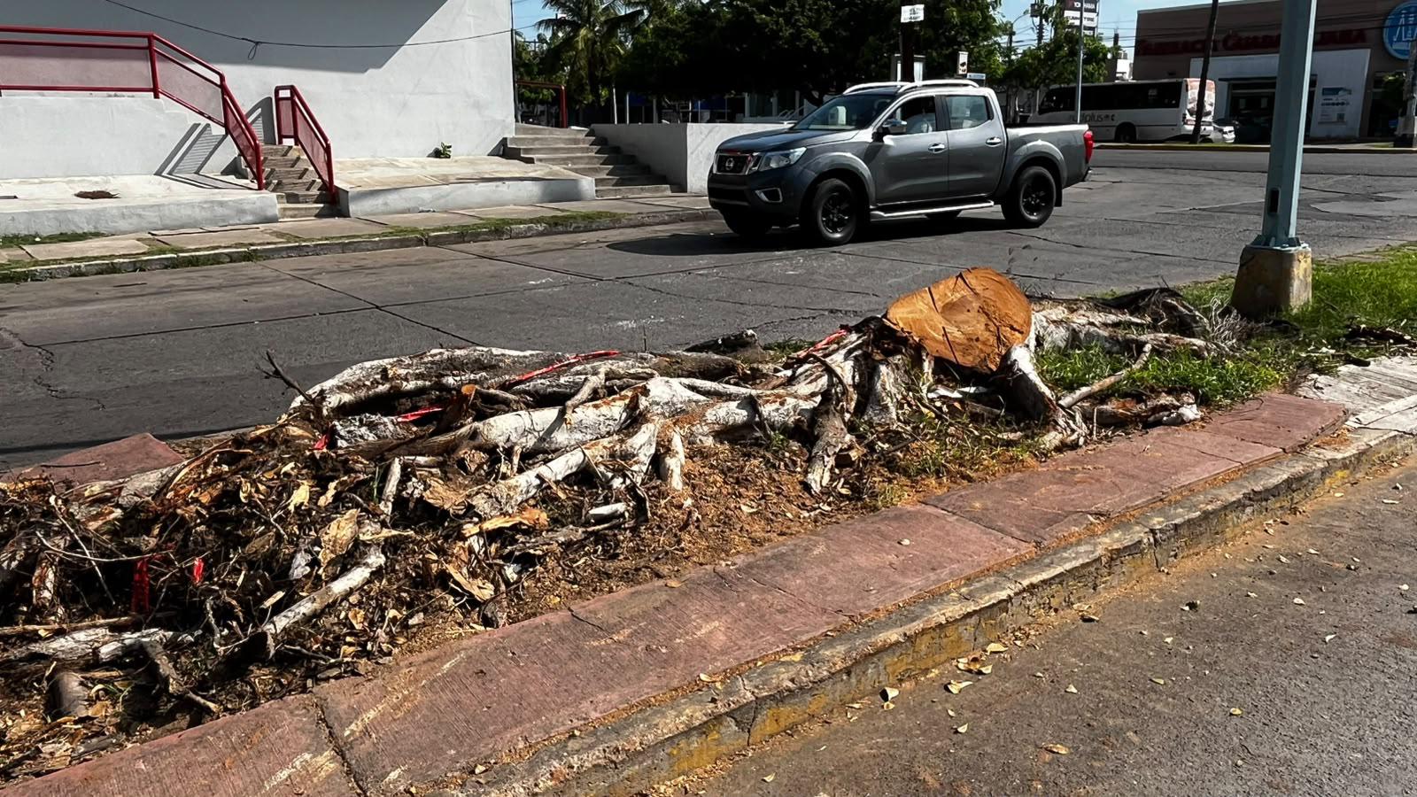 $!Denuncian vecinos de Palos Prietos tala de árbol en camellón de la calle Lola Beltrán, en Mazatlán