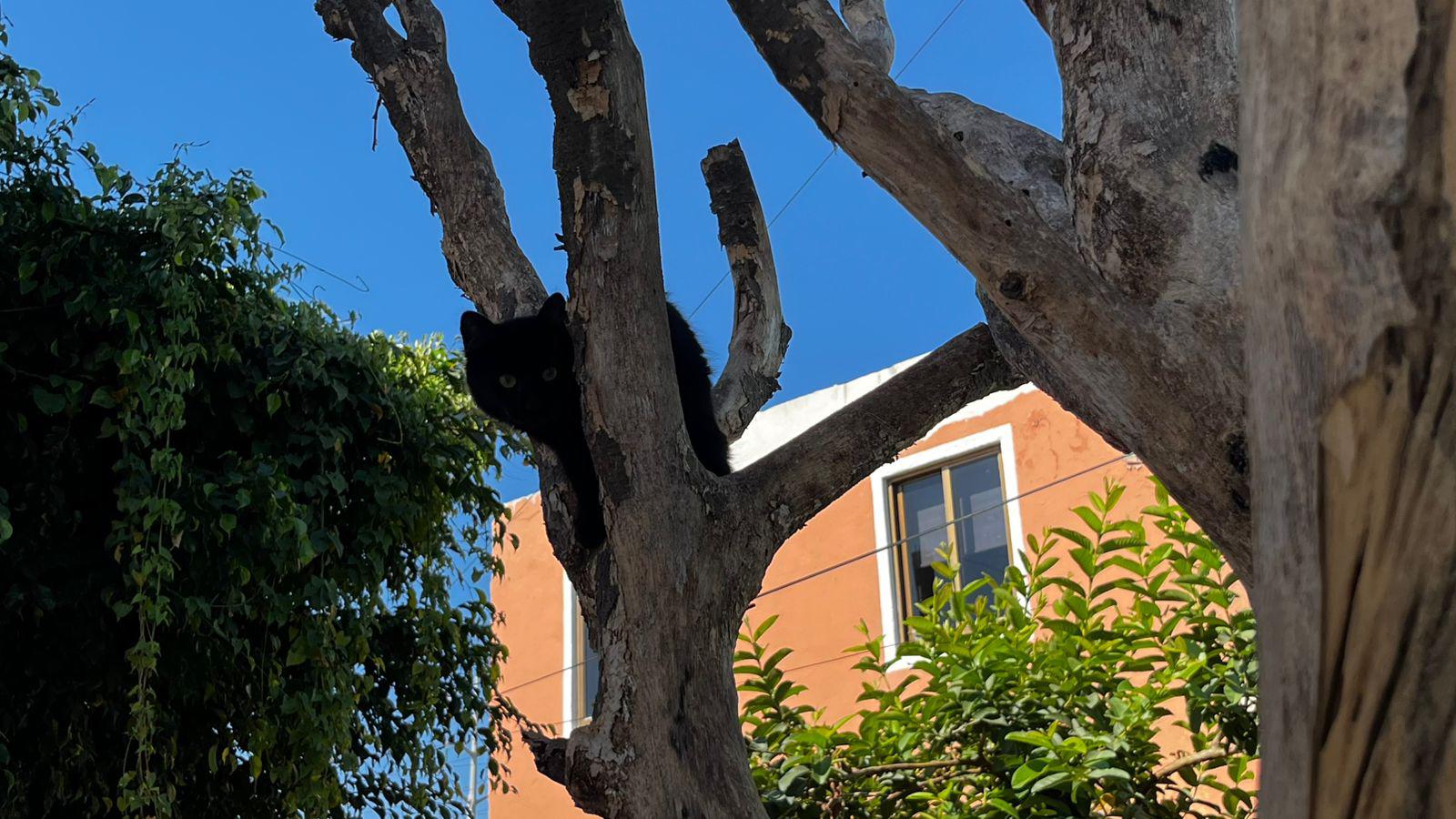 $!Denuncian vecinos de Infonavit Playas abandono masivo de gatos y focos de infección