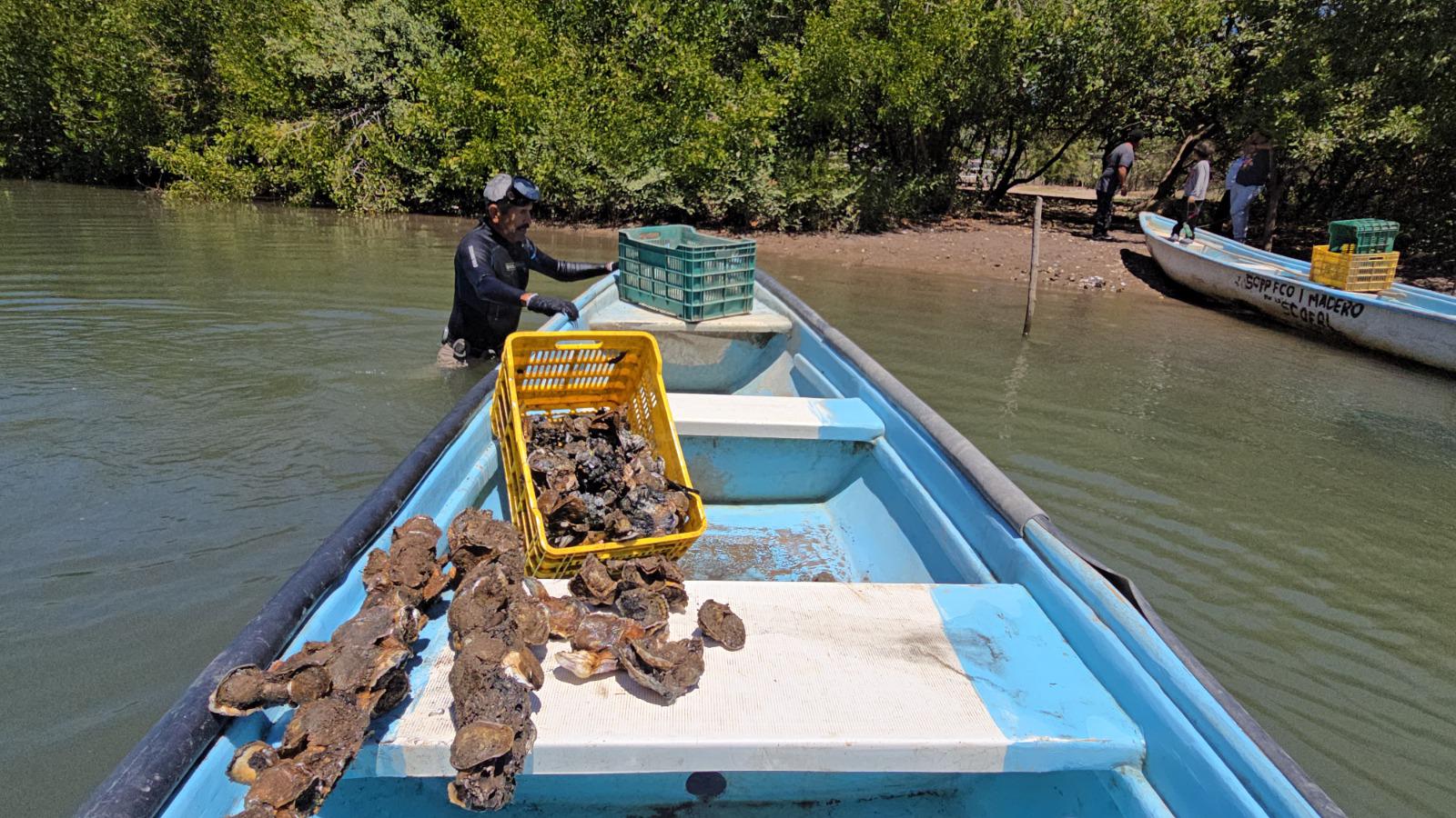 $!Marco Antonio tiene más de 40 años como productor de ostión al elegir la pesca por profesión en Chametla