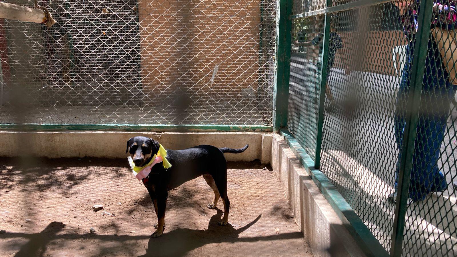 $!Fomentan adopción responsable de perros y gatos a través de ‘Huellitas del Bienestar’