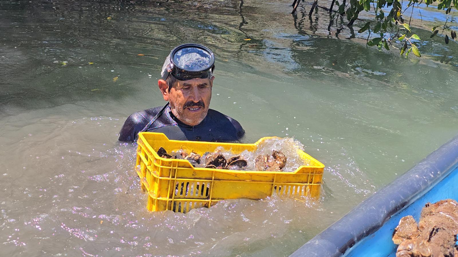 $!Marco Antonio tiene más de 40 años como productor de ostión al elegir la pesca por profesión en Chametla
