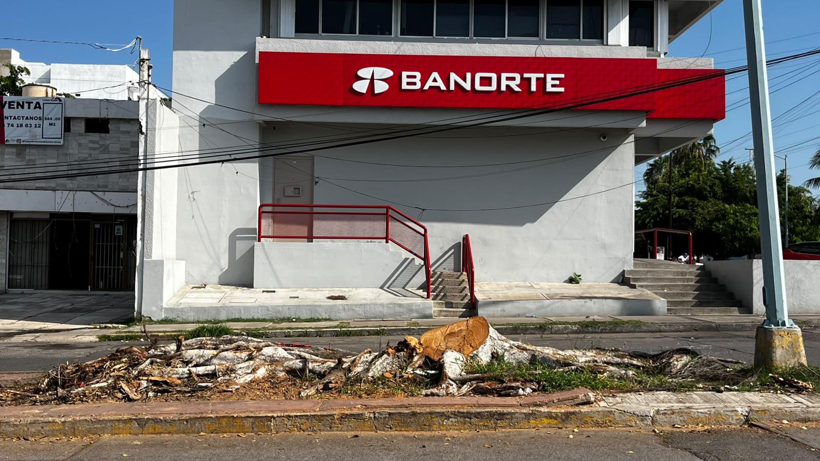 $!Denuncian vecinos de Palos Prietos tala de árbol en camellón de la calle Lola Beltrán, en Mazatlán