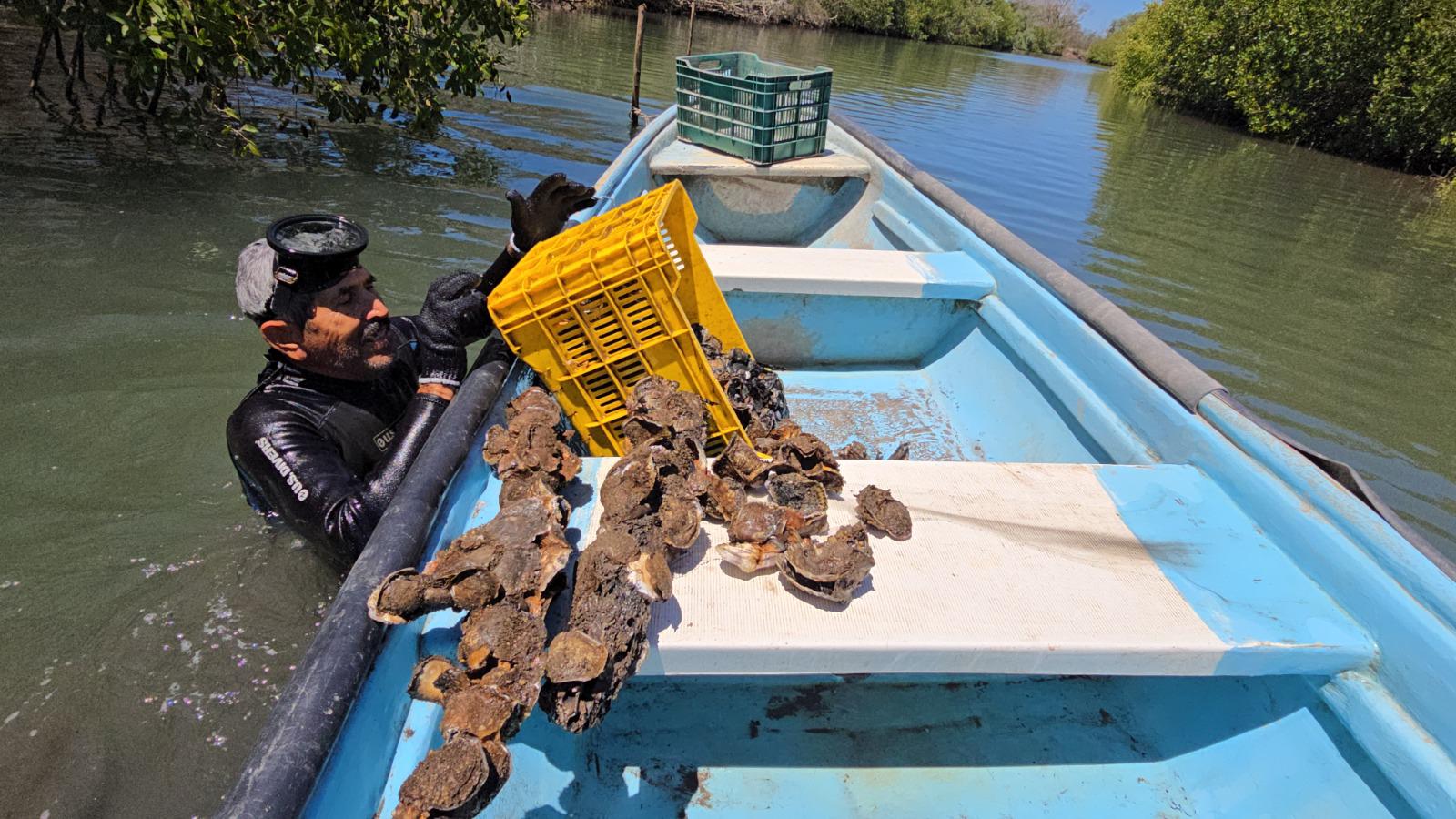 $!Marco Antonio tiene más de 40 años como productor de ostión al elegir la pesca por profesión en Chametla