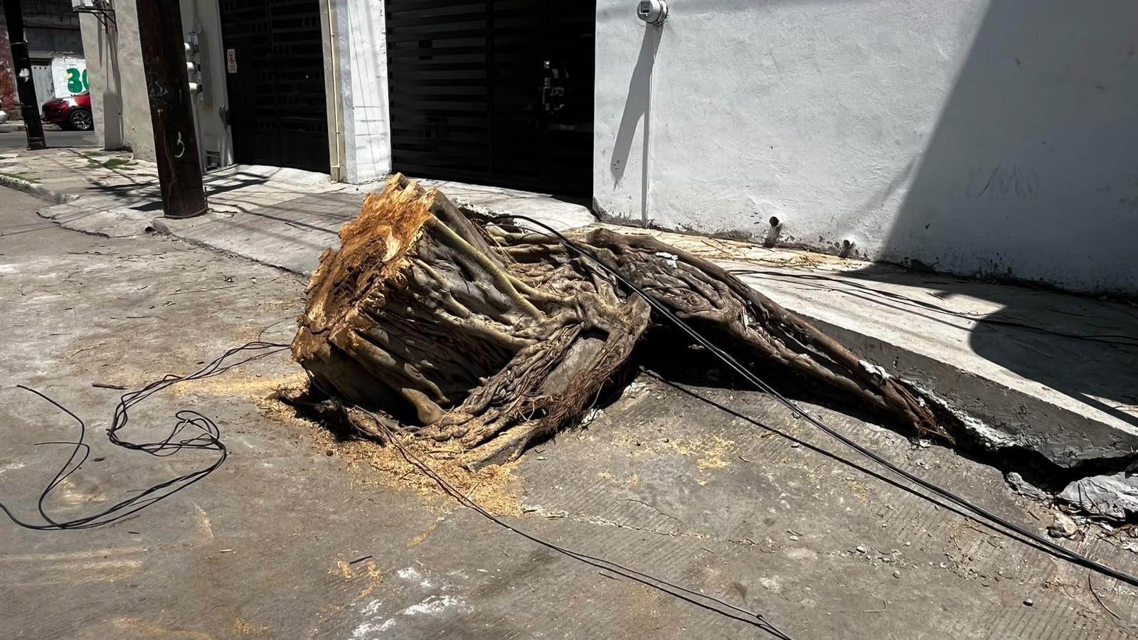 $!Vecinos lamentan la caída de árbol de más de 60 años en el Centro de Mazatlán y señalan falta de mantenimiento