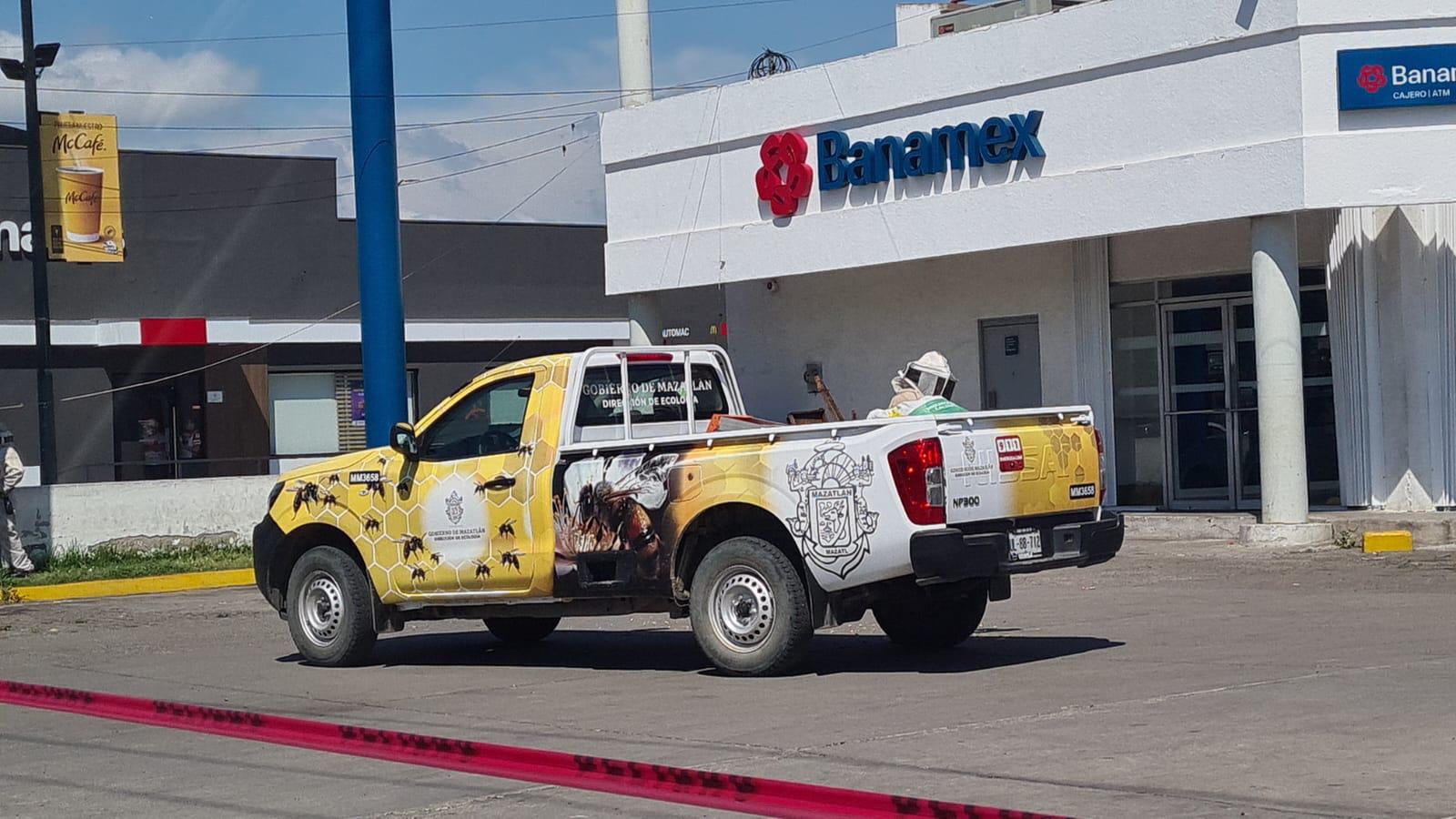 $!Ataque de abejas obliga a evacuar restaurante en Mazatlán; reportan cinco lesionados