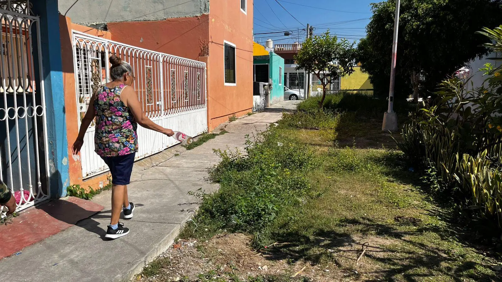 $!Denuncian vecinos de Infonavit Playas abandono masivo de gatos y focos de infección