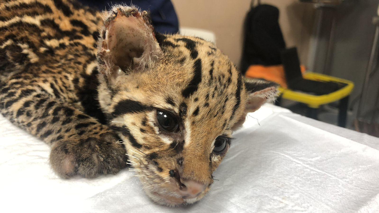 $!Una de las crías de ocelote atendidas por la fundación Proyecto Sacha, en su centro en Guayaquil. Son comunes los casos en los que los cachorros son separados de sus madres apenas a días de nacidos para traficarlos o tenerlos como mascotas.